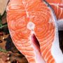 Viral Makanan Anjing dari Daging Salmon, Warganet: Aku Makan Ikan Kembung