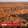 Temuan Menakjubkan Ratusan Juta Pohon di Gurun Pasir Sahara, Apa Artinya?