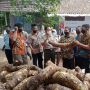Jadi Pendorong Ekspor, Kementan Terus Kembangkan Talas Beneng