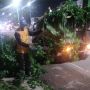 Jelang Musim Hujan, Warga Palembang Harus Waspadai Pohon Tumbang