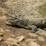 Buaya Purba Berusia Enam Juta Tahun, Berenang dari Afrika ke Spanyol