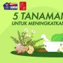 Videografis: 5 Tanaman Herbal untuk Meningkatkan Imunitas Tubuh