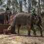 Menunggang Gajah di Libur Lebaran, Ini Tempatnya di Sumatera Utara