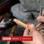Polisi Meninggal Diserang Ayam Aduan yang Dipasangi Pisau Taji