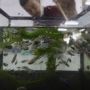 Cara Mengawinkan Ikan Cupang Lengkap Termasuk Memilih Induk yang Siap Kawin