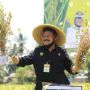 Kepala Desa : Food Estate Desa Gedabung Siap Panen