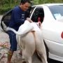 Gile Bener, YouTuber ini Angkut Sapi Pakai Sedan Mitsubishi Lancer