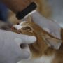 Vaksinasi Rabies Gratis untuk Hewan Peliharaan di Jakarta