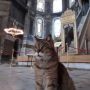 Gli, Kucing Cantik Penunggu Hagia Sophia Mati Hari Ini