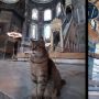 Gli, Kucing Penghuni Masjid Hagia Sophia Dikabarkan Meninggal Dunia