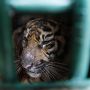 BKSDA Aceh Lepasliarkan Harimau Sumatera di Hutan Terangun