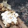 Ngeri! Warga Bekasi Temukan 20 Telur Ular Kobra, 10 Sudah Menetas