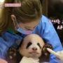 BLACKPINK Dituduh Bahayakan Bayi Panda, Apa Sikap YG Entertainment?
