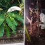 Heboh Daun Pisang seperti Kain Kafan, Warga Sempat Gelar Ritual