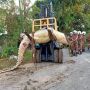 Viral Warga Temukan Buaya Seberat 800 kg, Mesti Diangkat Pakai Forklift