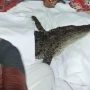 Buaya Dikafani dan Ditabuh Gendang, Ada yang Kesurupan Buaya Dilepas Lagi