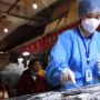 Dua Kali Ikan Asal Indonesia ke China Positif Corona, Apa yang Terjadi?