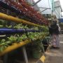 Berkunjung ke Kampung Sehat Utan Kayu Selatan