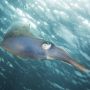 Ditemukan di Australia: 5 Ekor Cumi-cumi Raksasa Langka