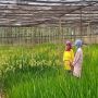 Teknologi Nuklir BRIN Tingkatkan Mutu dan Daya Saing Pangan Indonesia