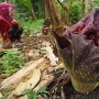 Bunga Bangkai Mekar di Kebun Warga Serang