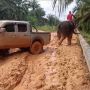 Gajah di Riau Tarik Mobil Double Cabin Terjebak Lumpur, Ini Kata BBKSDA