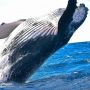 Detektor Bom Nuklir Ungkap Populasi Rahasia Paus Biru di Samudra Hindia