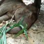 Derita Luka, Gajah Betina Kovita Mati di PLG Sebanga