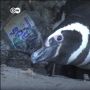 Miris! Sampah Plastik Jadi Rumah Penguin Magellan di Pantai Argentina