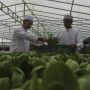 Keren, Santri Hasilkan 1,2 Ton Sayur Per Bulan dari Kebun Hidroponik