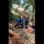 Cewek Thailand Ini Panen Durian, Caranya Bikin Warganet Salfok