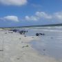 Terjadi Lagi, 100 Paus Pilot Terdampar di Pulau Terpencil Samudra Hindia