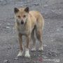 Penelitian 'Anjing Bernyanyi' di Pegunungan Papua Berlanjut
