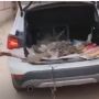 Jengkel dengan Pelayanan Showroom, Pria Ini Jadikan BMW Buat Angkut Sampah