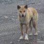 Anjing Bernyanyi di Dataran Tinggi Papua Menarik Perhatian Para Peneliti