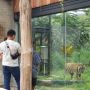 Masih Lengang, Kunjungan Gembira Loka Zoo Belum Penuhi Kuota Harian