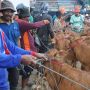 Imbas Covid-19, Harga Sapi di Madura Turun
