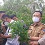 Ladang Ganja Berjarak 200 Meter dari Jalan Ditemukan, Polisi Buru Tuannya