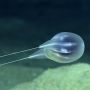 Mirip Alien, Ilmuwan Temukan Spesies Baru Ubur-ubur di Laut Dalam