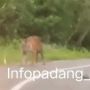 Viral! Penampakan Harimau Santai Melintas di Jalan Raya Solok