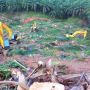 Sebanyak 17 Ribu Lahan Sawit di Kabupaten Paser Siap Direplanting