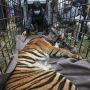 Sempat Berkeliaran, Harimau Sumatera Berhasil Masuk Perangkap