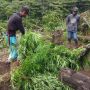 Ladang Ganja Ditemukan di Empat Lawang, Seorang Penjaga Kebun Ditangkap