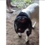 Viral Kambing Berwajah Aneh, Netizen: Shaun The Sheep Versi Nyata