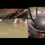 Wanita Tangkap Buaya Pakai Tangan Kosong untuk Digoreng, Publik Tercengang