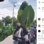 Viral Ibu-ibu Bonceng Tiga Sambil Bawa Tanaman Segede Gaban, Publik Takjub