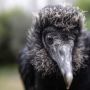Fenomena Langka! Ratusan Burung Pemakan Bangkai Menyerbu Kota Ini