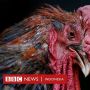 Pria Prancis Dihukum karena Tembak dan Tusuk Ayam Jago yang Berisik