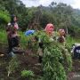 Empat Hektare Ladang Ganja di Lereng Bukit Dibakar BNN Aceh