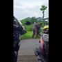 Viral! Suami di Gresik Duel Sama Sopir Angkot Sebab Sering Angkut Istrinya